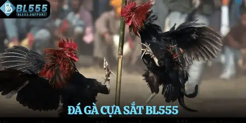 Đá gà cựa sắt BL555