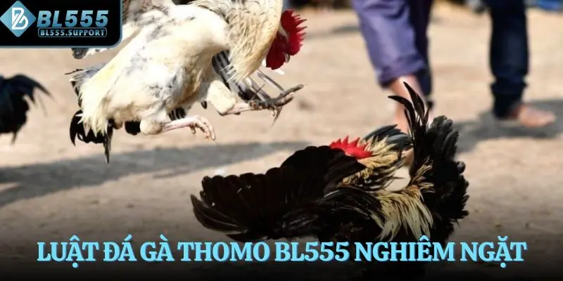 Luật đá gà Thomo BL555 nghiêm ngặt